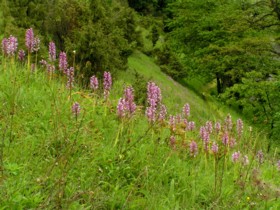 Helmknabenkraut - Bild in Orginalgr&ouml;&szlig;e