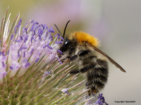 Ackerhummel