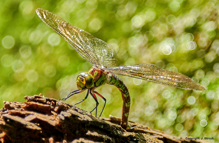 Blaugrne Mosaikjungfer (Aeshna cyanea) i