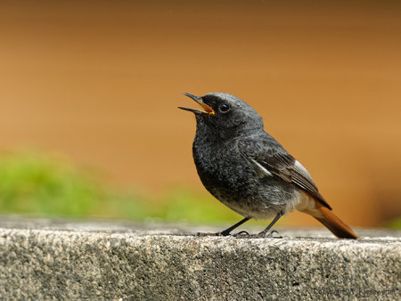 Hausrotschwanz (Phoenicurus ochruros) 