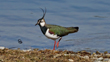  Kiebitz (Vanellus vanellus) 