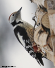  Kleinspecht (Dryobates minor, Syn.: Dendrocopos minor) 