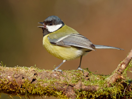Kohlmeise (Parus major)