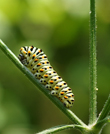 Schwalbenschwanz (Papilio machaon)