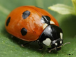Siebenpunkt-Marienk�fer oder Siebenpunkt (Coccinella septempunctata)
