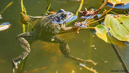 Teichfrosch