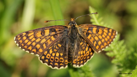 Wegerich-Scheckenfalter (Melitaea cinxia) 