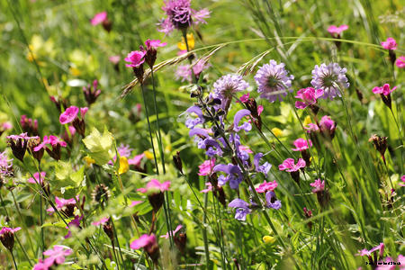 Blumenwiese