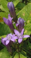 Deutscher Enzian, Gentianella Germanica