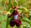 Fliegen-Ragwurz (Ophrys Insectifera)