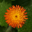 Orangerotes Habichtskraut (Hieracium aurantiacum L.