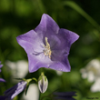 Lanzettblttrige Glockenblume (Campanula baumgartenii)