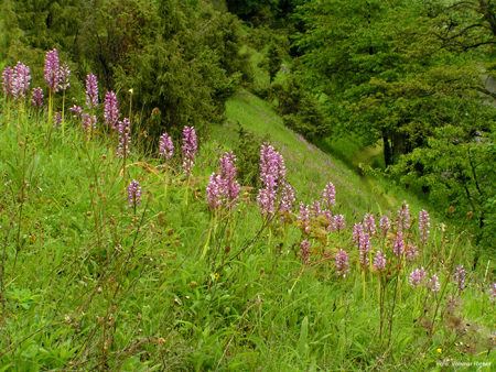 Helmknabenkraut