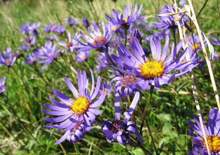  Berg-Aster (Aster amellus)
