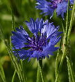 Kornblume 