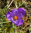 Krokus
