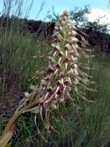 Bocks-Riemenzunge Himantoglossum  hircinum