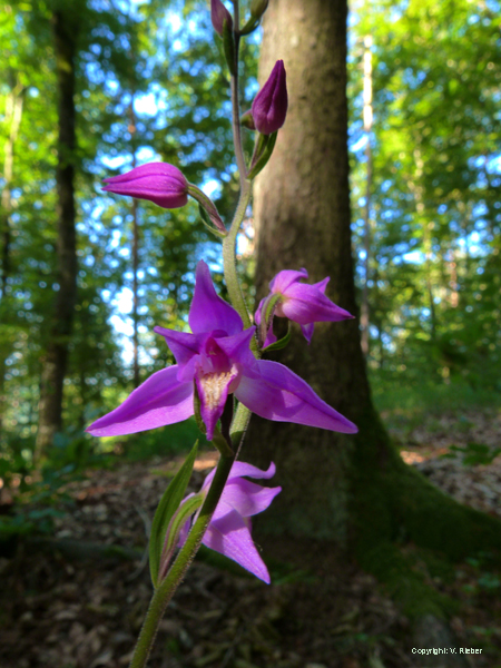 Rote Waldv�glein (Cephalanthera rubra) 