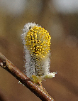 Salweide (Salix caprea)