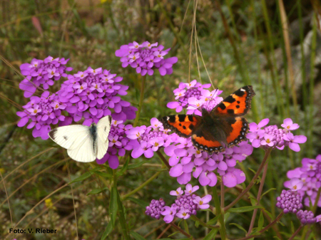 Schleifenblume