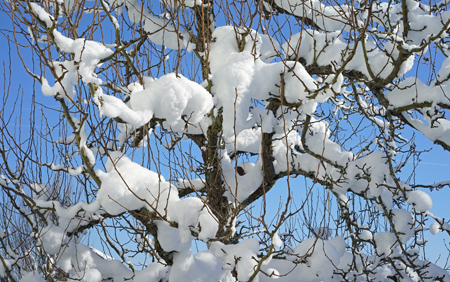 Schnee