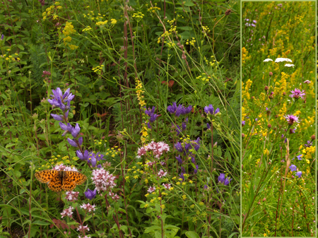 Sommerblten
