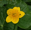 Sumpfdotterblume (Caltha palustris)