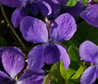 Veilchen oder Violen (Viola)