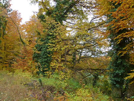 Wald