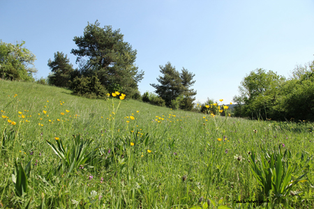 Wacholderheide